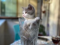 Irk garantili british shorthair bebeklerimiz