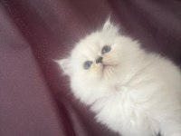 Maviş kar beyaz yavrular british Longhair point
