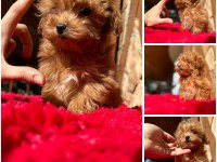 Maltipoo f2 f1 doğru Jenerasyon tüy dökmez Orjinal