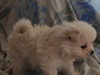 1.5 aylık pomeranian köpekler