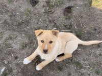 Çok uyguna yavru köpekler
