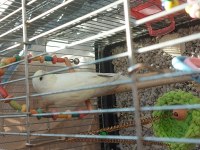 Yavru Muhabbet Kuşu