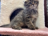 Scottish Fold Yavru Kedimiz