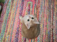 Yeşil gözlü blue golden dişi british shorthair