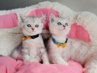 A kalite silver Brıtısh shorthair bebekleirm 