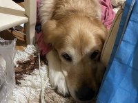Golden retriever oğlumuza yuva arıyoruz