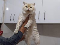 Safkan şecereli british shorthair