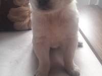 Golden Retriever Yavrularımız Mevcut