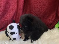 Teacup garantili black tan pomeranian