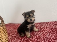 Teacup yorkie baby