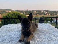 Gelen alır Belçika kurdu