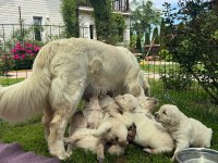 Golden Retriever Kapıda Ödeme Hizmetimiz Vardır