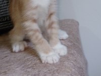hayvan severlere Ücretsiz kedi sahiplendirme