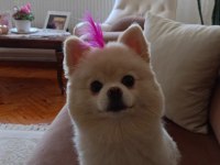 Pomeranian boo 1. sınıf