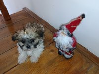 Shih-Tzu minik köpekler