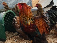 GOLD BRAHMA KULUÇKALIK YUMURTA & CİVCİV