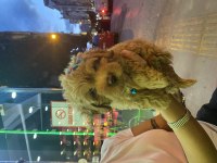 Güzel poodle bebek yeni yuvasını arıyor