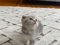 Scottish fold yavrularım yeni yuvasını arıyor