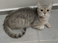 British shorthair silver 2 yaşında