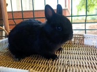 Hollanda Mini Lop Ve Hollanda Cüce Tavşan