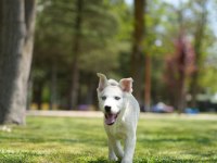 Husky yavrular