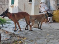 Belçika malinois A kalite yavrular