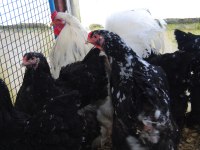 BLACK MODLED BRAHMA KULUÇKALIK YUMURTA & CİVCİV