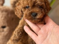 Toy Poodle Korekan