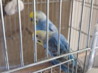 Kaliteli muhabbet kuşu eş perçemli erkek