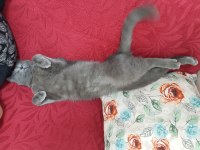 British shorthair oğlumuza yeni yuva arıyoruz