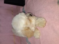 Muazzam güzellikte yakışıklı bir morkie çocuk