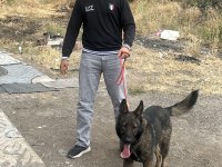 8 Aylık Kapkara Dişi Belçika Kurdu Değerinde