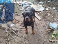 Dışı rottweiler koruma var