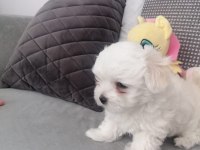 A kalite orjinal maltese yavrular
