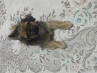 Dünyalar tatlısı köpeğimiz eşref