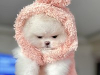 MİNİ BOY POMERANİAN PRENSES