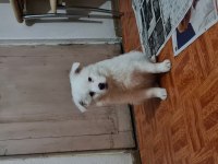 Tonya finosu safkan