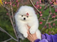 Pomeranian Boo Teddy