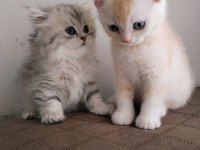 Mianin Pamuk Şekerleri Kedilerim