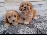 Orijinal Maltipoo Yavrularımız Irk Sağlık Garantili