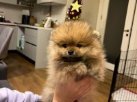 Yurt Dışı Kalite Pomeranian Boo Erkek Yavrum