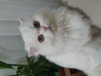 pamuk gibi scottish fold