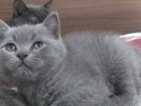 Yavru british shorthair