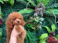 Red toy poodle