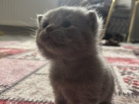 Dişi yavru british shorthair