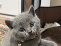 Gri saf british shorthair kedimiz kaçmaz