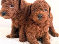 Toy poodle yavrular yeni yuvalarına gitmek için sabırsız