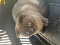 Scottish Fold Dişi Kedimiz Yeni Yuvasını Arıyor