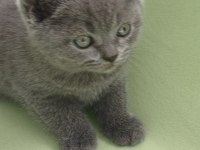 42 günlük british shorthair bayram şekerlerim
