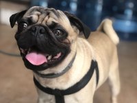 Erkek Pug Köpeği